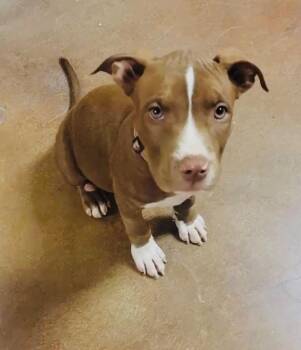 Pit Bull Terrier Dogs Available for Adoption in Valley Park, Oklahoma - Nova (prev.Almond Joy) | PetCurious