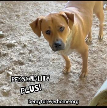 Mastiff Dogs Available for Adoption in Plano, Texas - Turner | PetCurious