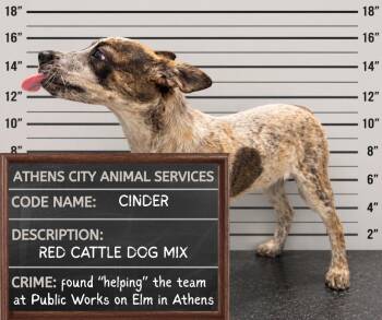 CINDER -  Cattle Dog Dog for Adoption in Athens, Alabama - CINDER | PetCurious