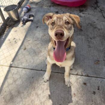Taz -  Siberian Husky and Mixed Breed Dog for Adoption in Hanna City, Illinois - Taz | PetCurious
