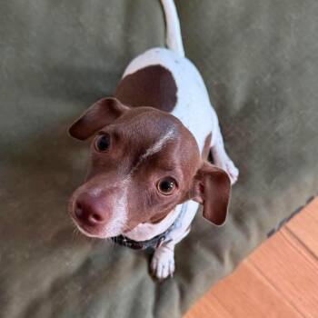 Lady MacBeth -  Chihuahua Dog for Adoption in Warren, Rhode Island - Lady MacBeth | PetCurious