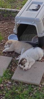 White puppy -  Siberian Husky Dog for Adoption in Cedar Crest, New Mexico - White Puppy | PetCurious