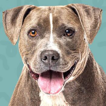 Paco -  Pit Bull Terrier and Mixed Breed Dog for Adoption in Reno, Nevada - Paco | PetCurious