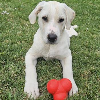 Labrador Retriever and Great Pyrenees Dogs Available for Adoption in Krum, Texas - Macaroni | PetCurious