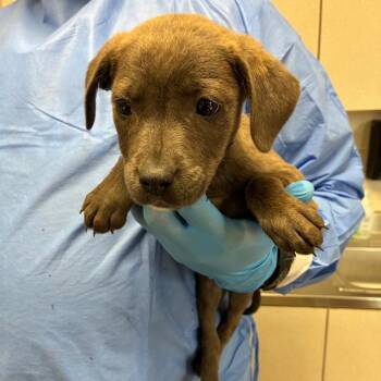 Shepherd Dogs Available for Adoption - Devlin | PetCurious