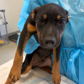 Ace -  Pit Bull Terrier and Australian Cattle Dog Blue Heeler Dog for Adoption in Nashville, Tennessee - Ace | PetCurious