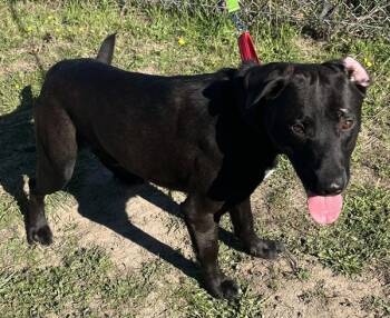 Ted -  Labrador Retriever Dog for Adoption in Salem, Oregon - Ted | PetCurious