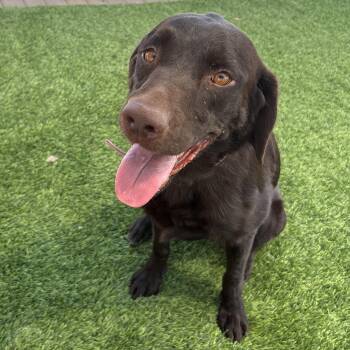 Miley -  Chocolate Labrador Retriever Dog for Adoption in Washington, Utah - Miley | PetCurious