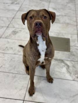 Staffordshire Bull Terrier Dogs Available for Adoption - PARKER | PetCurious