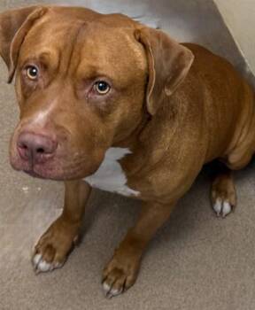 Bailex -  Mixed Breed Dog for Adoption in Chamblee, Georgia - Bailex | PetCurious