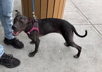 Snuggle Bug -  Mixed Breed Dog for Adoption in New York, New York - Snuggle Bug | PetCurious