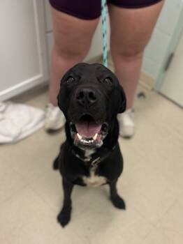 Rescue Labrador Retriever and Mixed Breed Dogs for Adoption in Columbus, Indiana - Vader | PetCurious