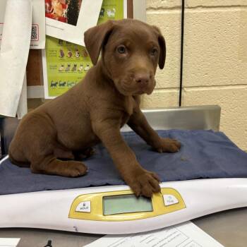 Astro -  Mixed Breed Dog for Adoption in Memphis, Tennessee - Astro | PetCurious
