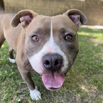 Rescue American Staffordshire Terrier and Mixed Breed Dogs for Adoption in San Jacinto, California - Bubba | PetCurious