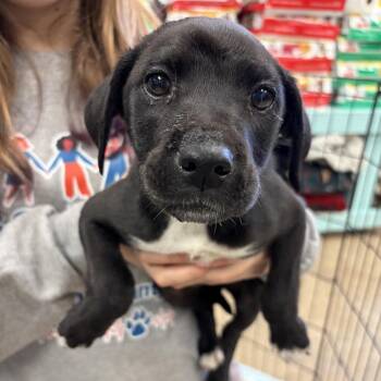 Terrier and Australian Shepherd Dogs Available for Adoption - Willie Nelson | PetCurious