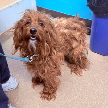 Cavalier King Charles Spaniel and Poodle Dogs Available for Adoption - Charlie | PetCurious