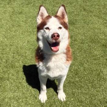 Siberian Husky Dogs Available for Adoption in Idaho Falls, Idaho - Thor | PetCurious