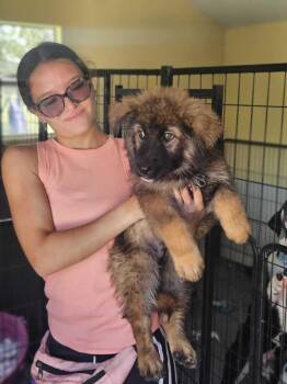 Scuttle -  Shepherd Dog for Adoption in Lakeland, Florida - Scuttle | PetCurious