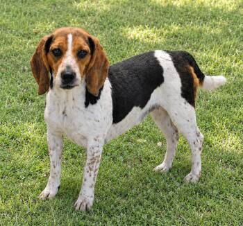 Bebe -  Beagle Dog for Adoption in Cuyahoga Falls, Ohio - Bebe | PetCurious