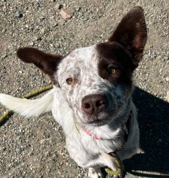 Tetris -  Australian Cattle Dog Blue Heeler Dog for Adoption in Golden, Colorado - Tetris | PetCurious