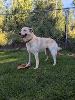 Rescue Yellow Labrador Retriever Dogs for Adoption in Greater Sudbury, Ontario - Delta | PetCurious