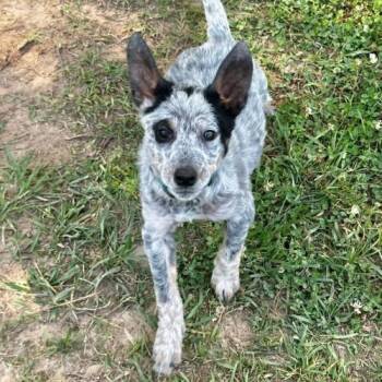 Cattle Dog Dogs Available for Adoption - Dolly Parton | PetCurious