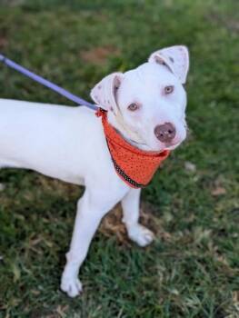 Leo -  Terrier Dog for Adoption in Gulfport, Mississippi - Leo | PetCurious