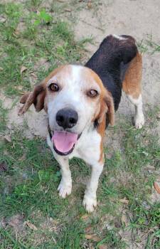 Beagle Dogs Available for Adoption - Shane | PetCurious