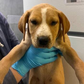 Labrador Retriever and Cattle Dog Dogs Available for Adoption in Hattiesburg, Mississippi - Opera | PetCurious