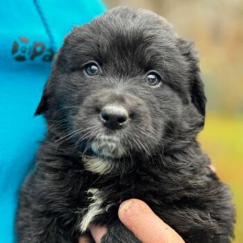 Rescue Mixed Breed Dogs for Adoption in Stormville, New York - NY Cameron Avail Nov 30 (Choice Pet Carmel) | PetCurious