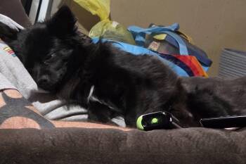 Pomeranian Dogs Available for Adoption - Courtesy Posting Jack | PetCurious