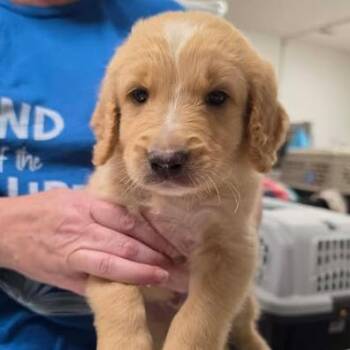 Heathcote -  Mixed Breed Dog for Adoption in Fredericksburg, Virginia - Heathcote | PetCurious