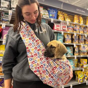 Wilde -  Mastiff and Mixed Breed Dog for Adoption in Tacoma, Washington - Wilde | PetCurious