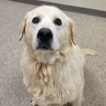 Lily -  Great Pyrenees Dog for Adoption in Chatham, Virginia - Lily | PetCurious