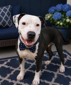 Billie -  Pit Bull Terrier Dog for Adoption in Merrillville, Indiana - Billie | PetCurious