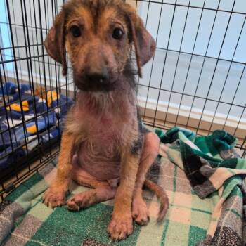 Vlad FKA Ringer -  Mixed Breed Dog for Adoption in Leander, Texas - Vlad FKA Ringer | PetCurious