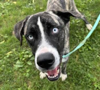 Butch -  Mixed Breed Dog for Adoption in Lansing, Michigan - Butch | PetCurious
