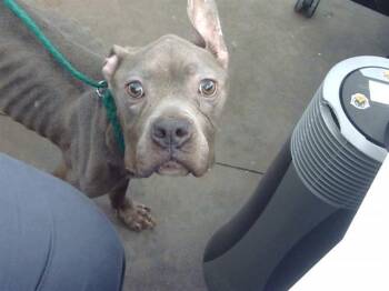 Mixed Breed Dogs Available for Adoption in Dallas, Texas - NALA | PetCurious