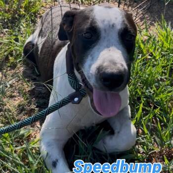 Speed bump -  Border Collie Dog for Adoption in Queen City, Texas - Speed Bump | PetCurious