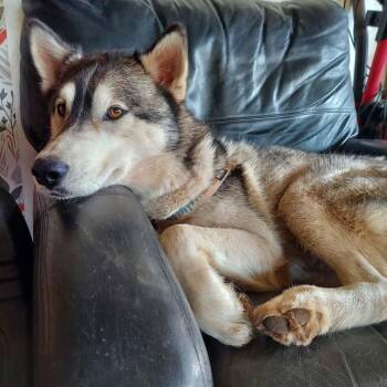 Cedar -  Siberian Husky Dog for Adoption in Woodland, Washington - Cedar | PetCurious