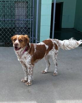 Spaniel Dogs Available for Adoption in Blountville, Tennessee - Gia | PetCurious
