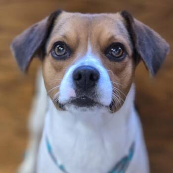 Rescue Beagle Dogs for Adoption in Normal, Illinois - Brodi | PetCurious