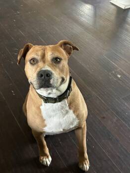 Pit Bull Terrier Dogs Available for Adoption in Barnhart, Missouri - Tank | PetCurious