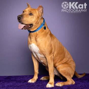 Pit Bull Terrier Dogs Available for Adoption in Oklahoma City, Oklahoma - HOBART | PetCurious