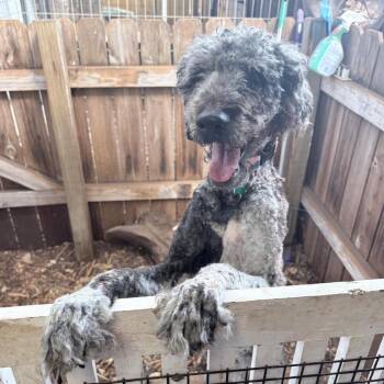 Pierre -  Standard Poodle Dog for Adoption in Boerne, Texas - Pierre | PetCurious