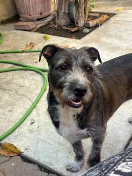 Schnauzer Dogs Available for Adoption in Tustin, California - Bailey | PetCurious