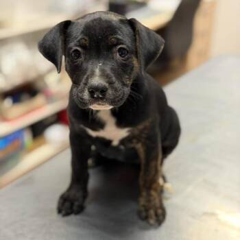Sandstone -  Mixed Breed Dog for Adoption in Buffalo, Minnesota - Sandstone | PetCurious