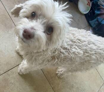 Rescue Cocker Spaniel and Miniature Poodle Dogs for Adoption in El Segundo, California - Lilly | PetCurious