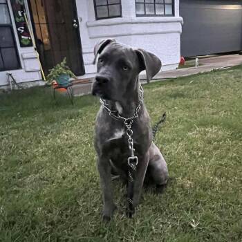 Cane Corso Dogs Available for Adoption - Scarlett | PetCurious