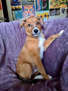 Winston -  Cardigan Welsh Corgi and Australian Cattle Dog Blue Heeler Dog for Adoption in Shawnee, Oklahoma - Winston | PetCurious